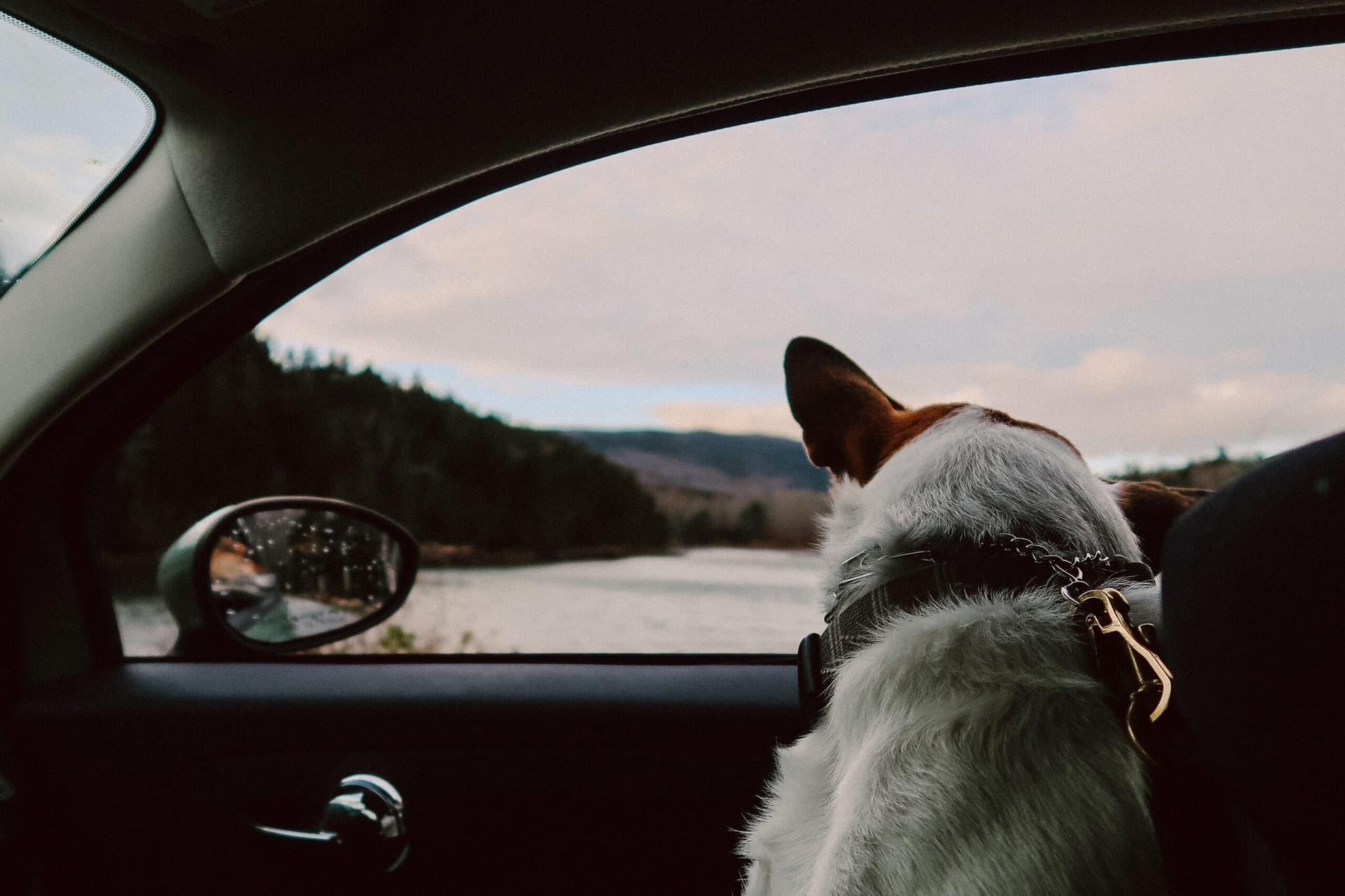 Fast Animal Certificates in the UK with Vet Home Certs