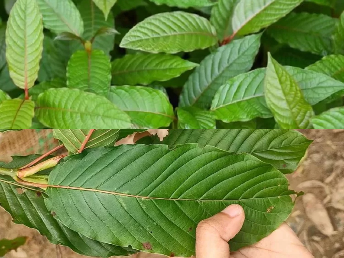 Taste Nature’s Best: Herbal Wellness Tea Chiang Mai Edition