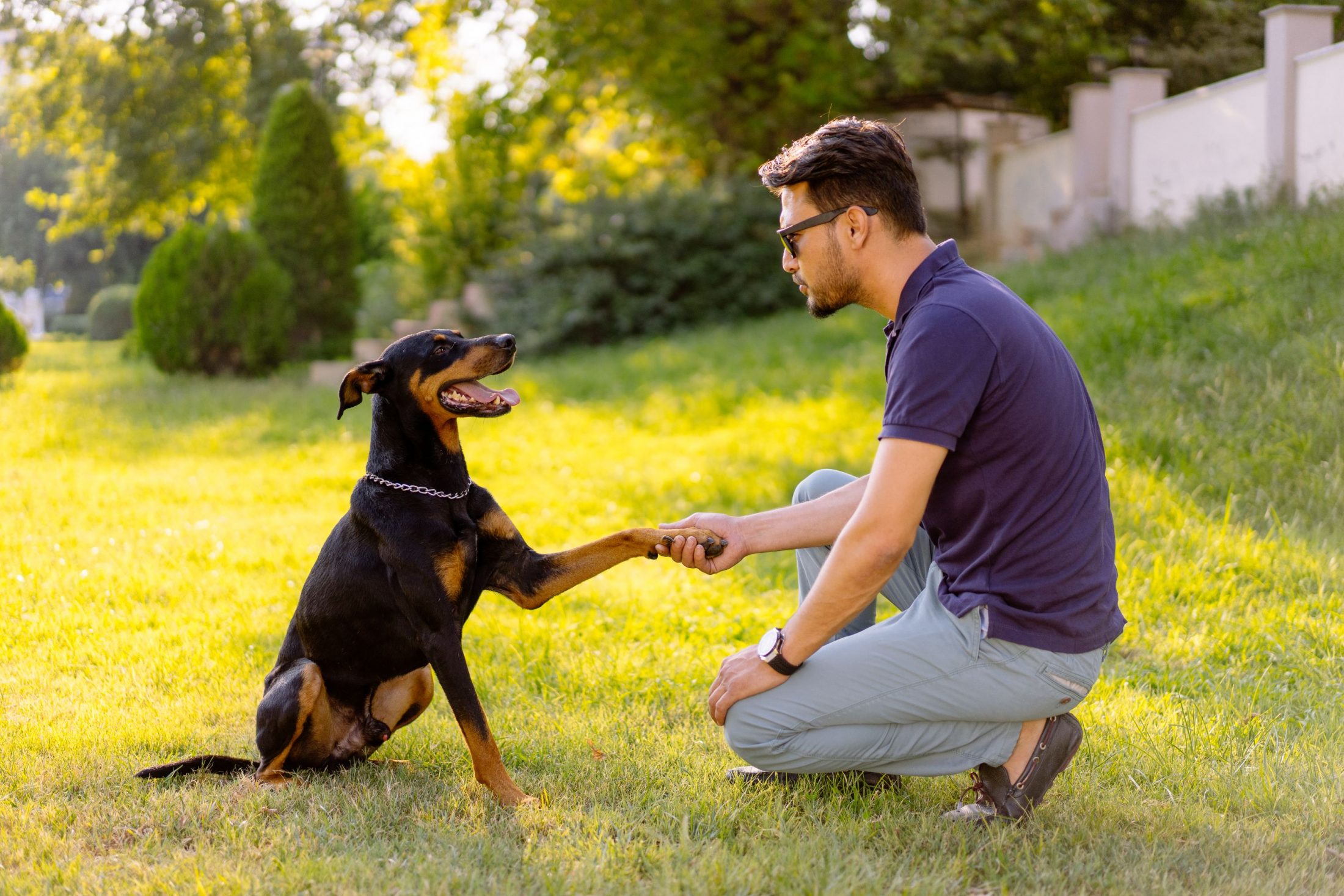 Results Driven Dog Training Phoenix AZ That Works