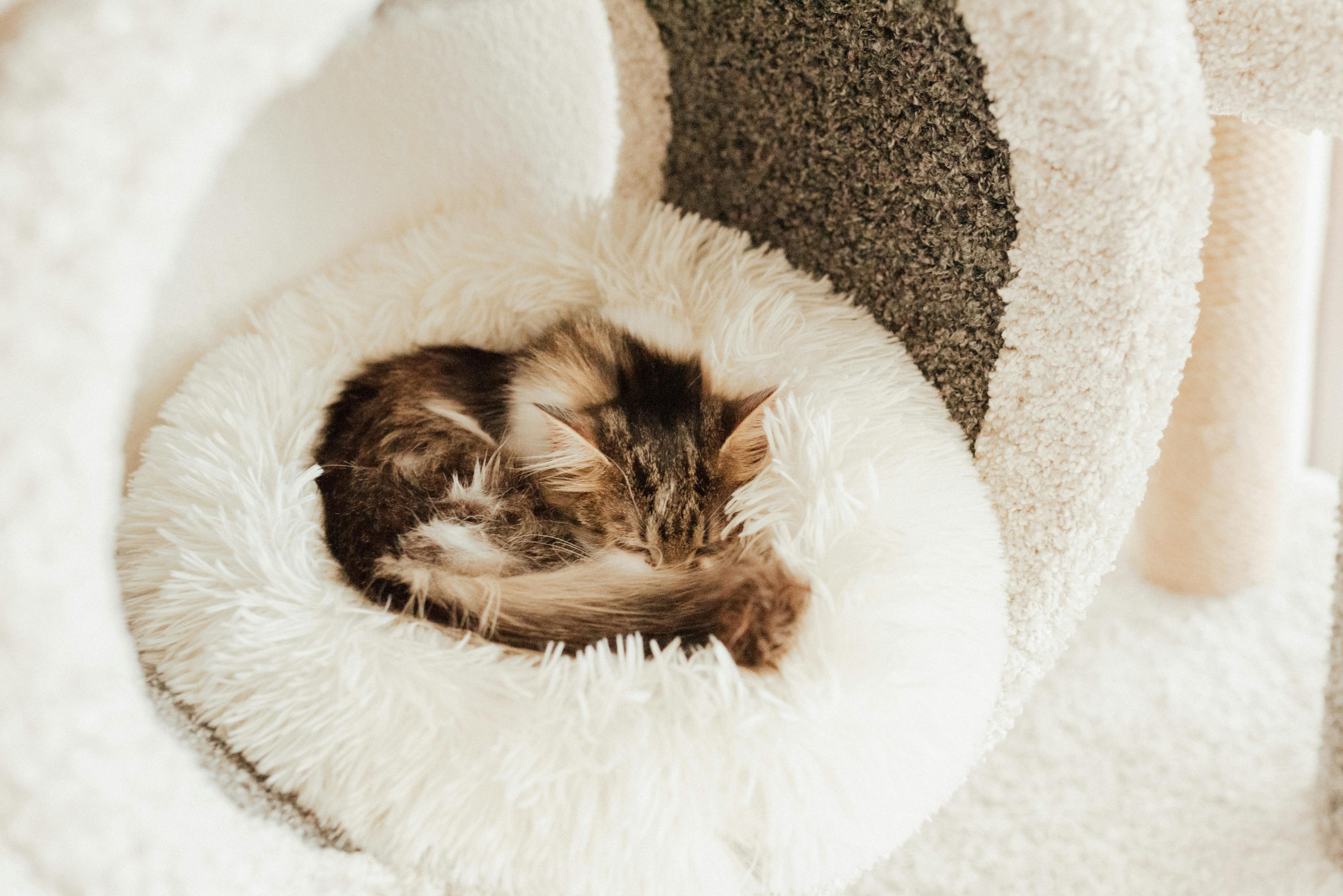 Home-Raised Maine Coon Kittens for Sale Bay Area Cat Lovers Trust