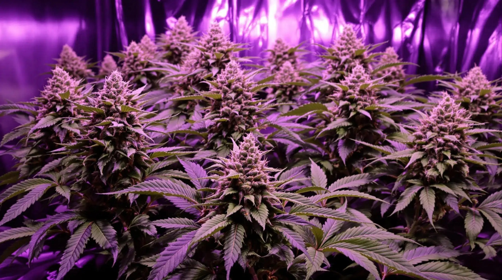 Blue Meanies – High-Potency Mushrooms and Cannabis at Bud Cargo