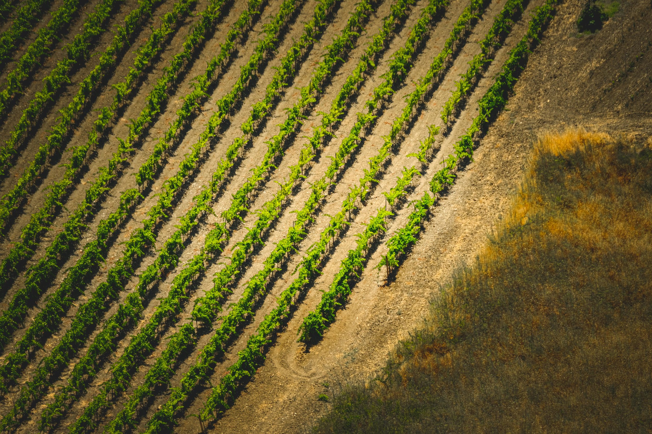 Sacramento Wineries Known for Award-Winning Wines